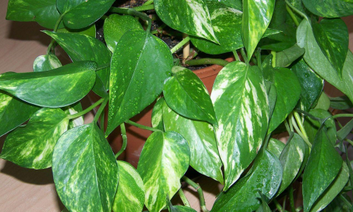 Алоэ и еще 6 растений в вашем доме, которые могут быть опасны для вашего здоровья